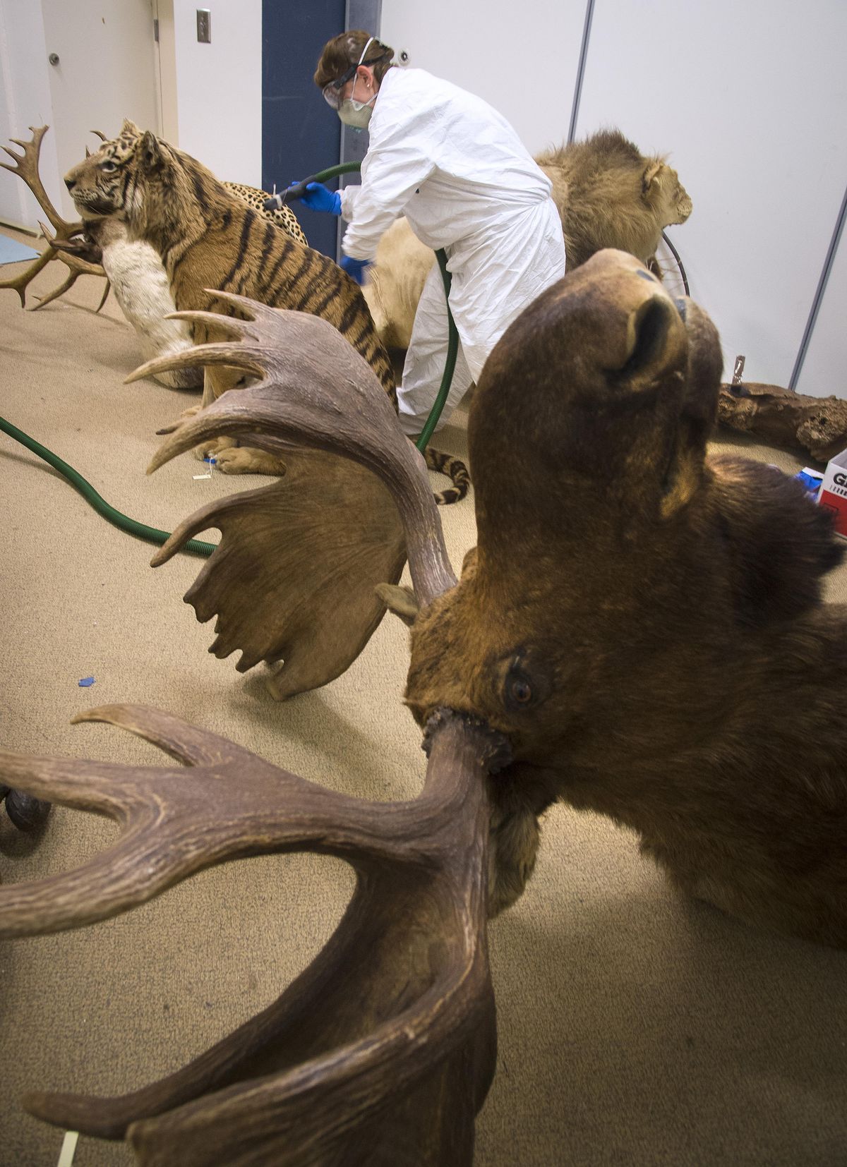 Due to arsenic in the preservatives of old taxidermy, Bridget Freeman, who calls herself a custodian with multiple degrees, uses hazmat attire and a respirator to vacuum up dust, mites and debris from a tiger at the Museum of Art and Culture, Wednesday, June 22, 2016. (Colin Mulvany / The Spokesman-Review)