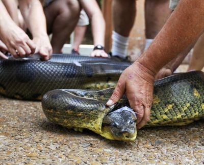 Many hands join in to help as an anaconda snake at the Oklahoma City Zoo has dental floss taped to it's head and along it's body as it is measured at the zoo in Oklahoma City. The floss and tape are necessary because it would be nearly impossible to stretch out the snake. The anaconda weighed 152 lbs. and measured 16 feet. (AP File Photo/Sue Ogrocki) 