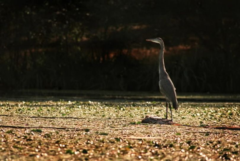 A great blue heron watches over a bed of lily pads on Long Lake just off the shore of the Knight Lake property ranked No. 1 for acquisition in the latest round Conservation Futures Program nominations. (Spokesman-Review)