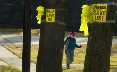 
Barbara Murray walks with her tripod past two trees on Bernard Street that the city has decided will be removed when Bernard is repaired this year as part of the city's 10-year street repair project. Activists marked the trees with yellow ribbons as part of their protest of the city's plan. Murray, a member of the neighborhood association, is concerned that the city isn't doing everything it can to save the trees. 
 (Kathryn Stevens / The Spokesman-Review)