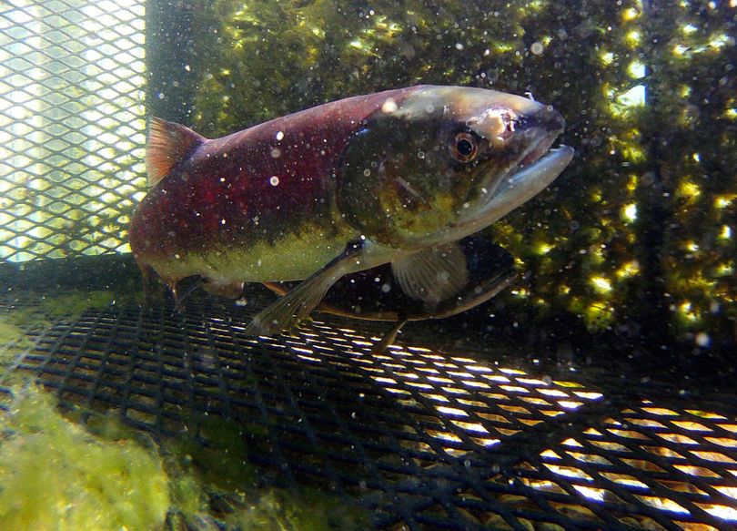 A Snake River sockeye is captured in Stanley, Idaho, for its genes after swimming more than 900 miles to reach its spawning grounds. A program to replenish the dwindling population of salmon in the river is working, but at a high cost.