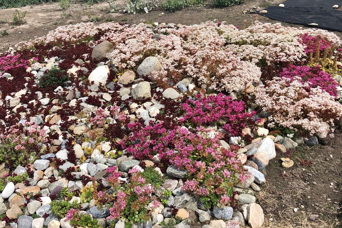 This succulent and rock mulch garden bed is perfect for areas close to structures.  (Linda Teller/WSU Stevens County Extension)