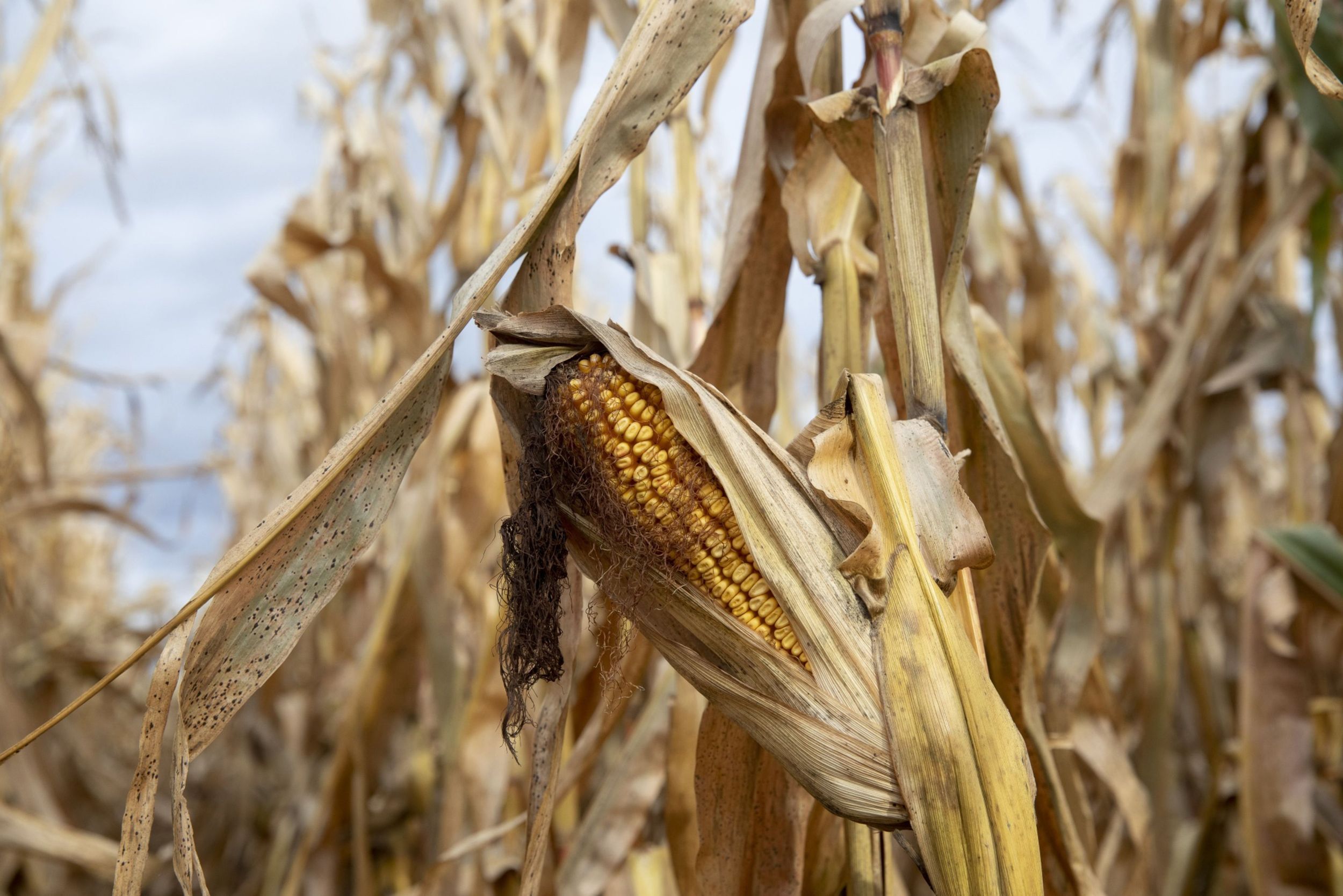 china-s-corn-buying-spree-could-affect-local-wheat-prices-the