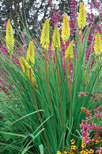 Kniphofia, Pineapple Popsicle, would add a bright rocket of color from July to frost in any sunny garden bed. (Pat Munts)