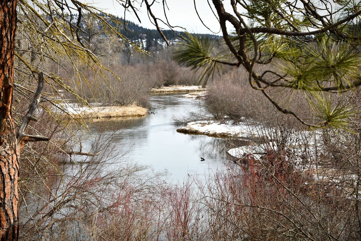 The Little Spokane River lazily makes its way toward Nine Mile Falls on Friday, a few miles northwest of Whitworth University. Spokane County is buying a water right within the river
