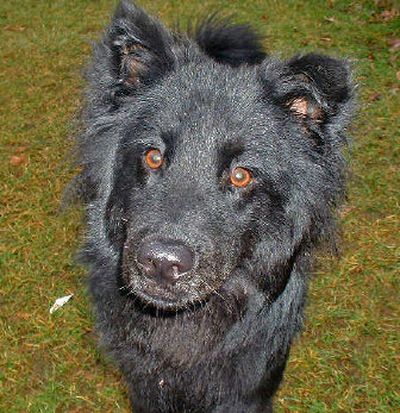 
Keno Fast Facts Age: Under one year Dominant Breed: Chow Chow Sex: Male Offense: Lost his license Kim Lytle photo
 (Kim Lytle / The Spokesman-Review)