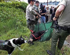 Mishka, a Karelian bear dog that helped State Fish and Wildlife agents capture a black bear in a ravine near State Route 16 and Pearl in Tacoma, Wash., on Wednesday May 19, 2010, takes a final sniff as the tranquilized bear was carried to a mobile holding cage. (Dean Koepfler / The News Tribune)