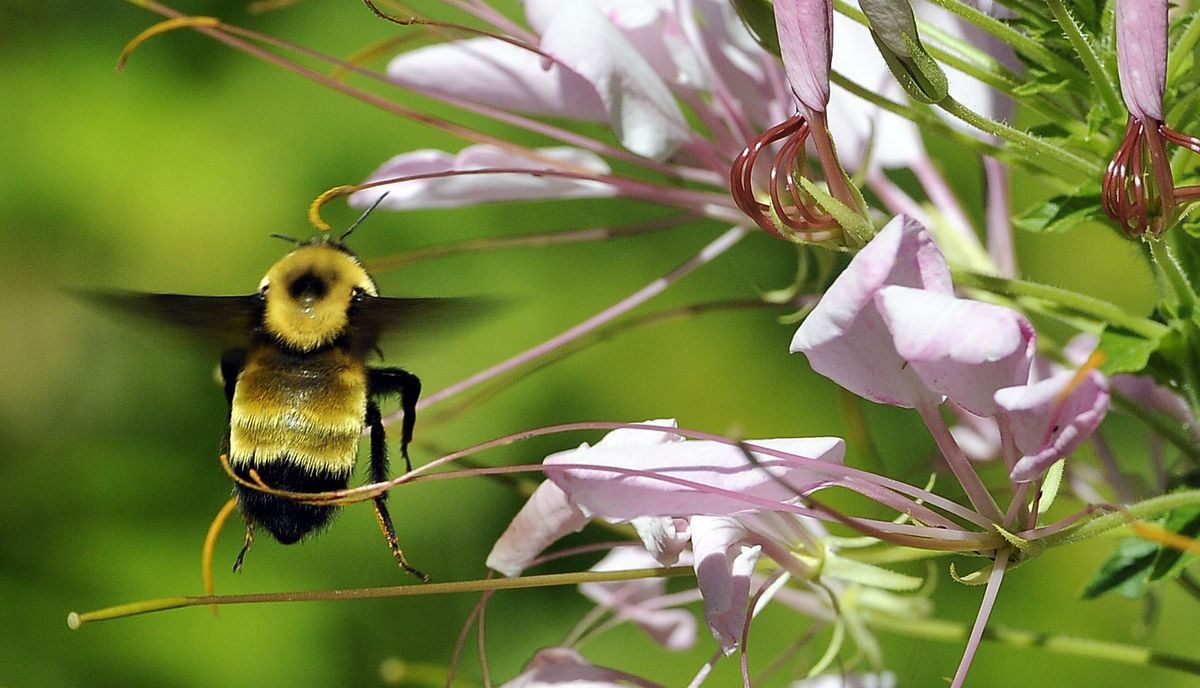 A bumblebee forages among cleome blossoms in Fred Carter’s garden on East 14th Avenue. Carter’s yard will be one of five to be featured Sunday as part of the Associated Garden Clubs of Spokane yard and garden tour. (Dan Pelle)