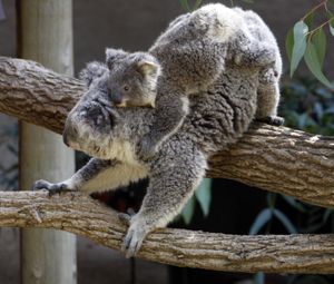 A 6-month-old koala hangs onto its mother Thursday, April 14, 2011, at The Los Angeles Zoo, in Los Angeles. The Zoo is experiencing a baby boom with the birth of the koala, and the March births of two Peninsular pronghorns and a female desert bighorn sheep. The Zoo presented the new additions on Thursday. (Nick Ut / Associated Press)
