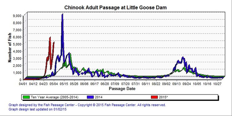 Counts of chinook salmon over Little Goose Dam. (Fish Passage Center)