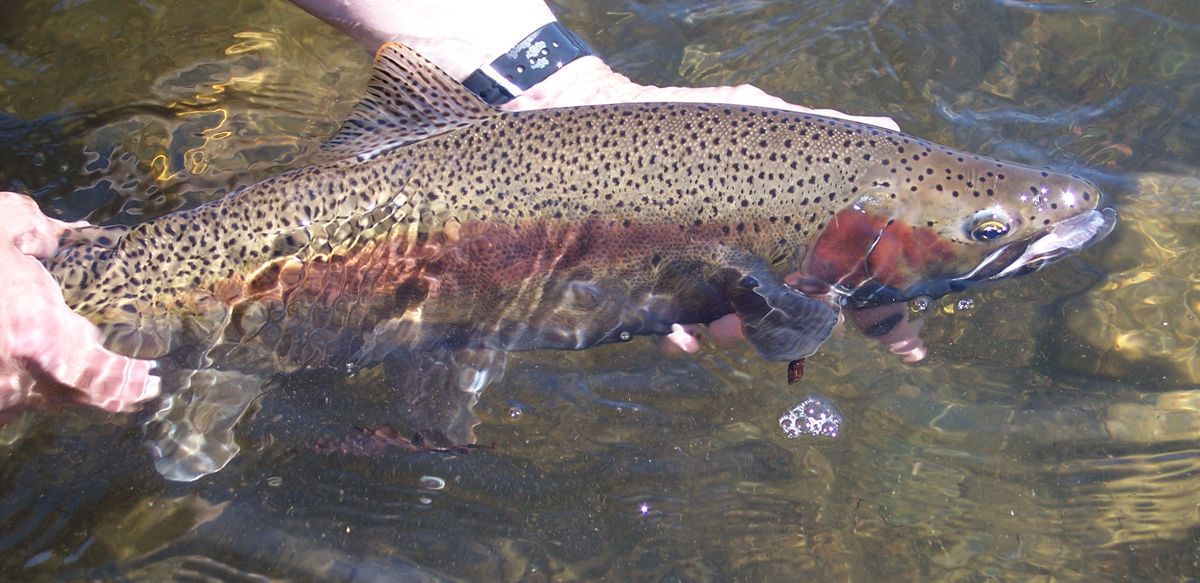 Redband trout should be able to endure the hot weather, at least in the short term, according to Jerry White, the executive director for the Riverkeeper.  (COURTESY OF COLVILLE TRIBES)