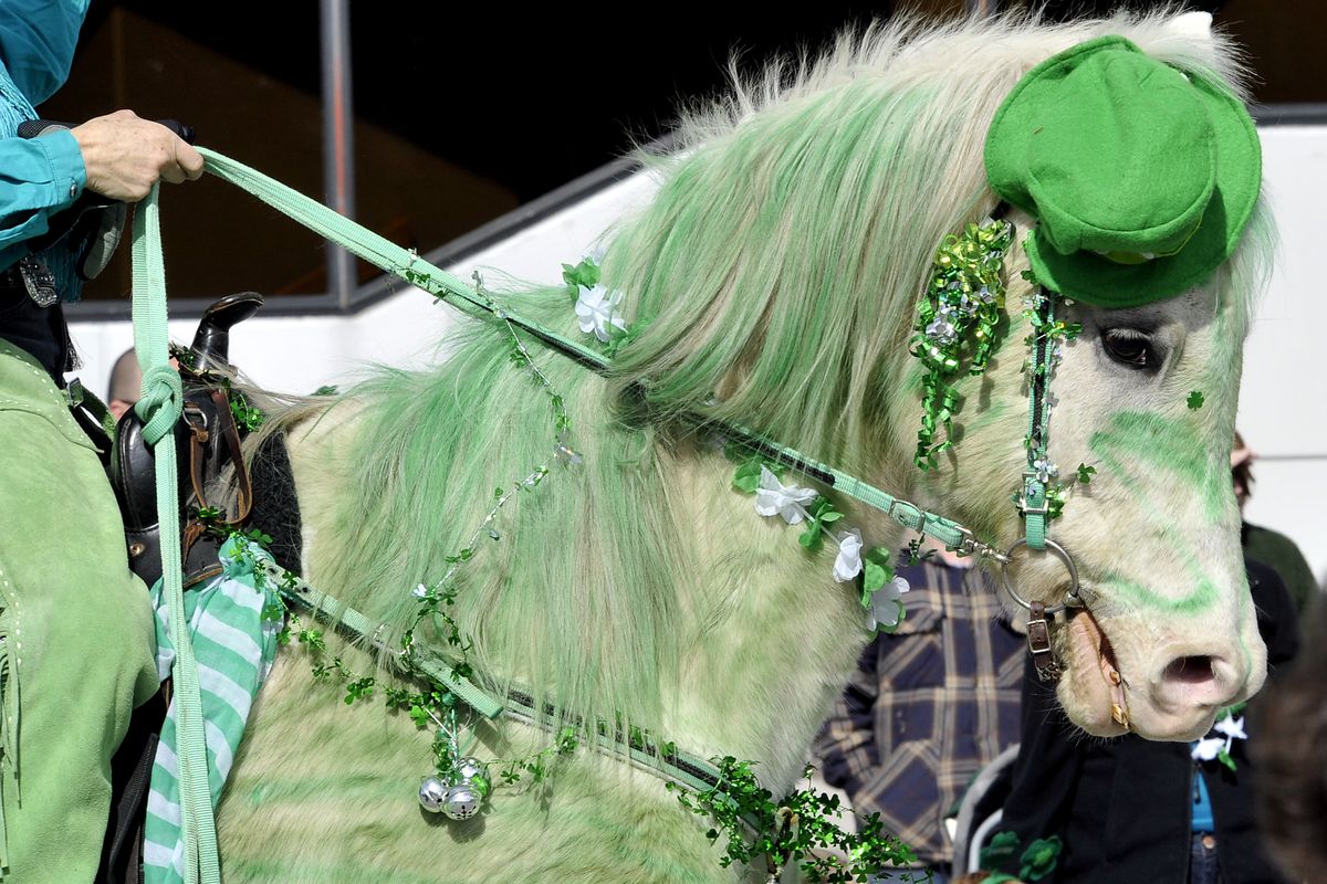 Joy Katterfeld, of Second Chance Ranch in Mica, brought her horse, Cricket, to participate in the parade. It’s the fourth time she’s painted the horse green for the event.