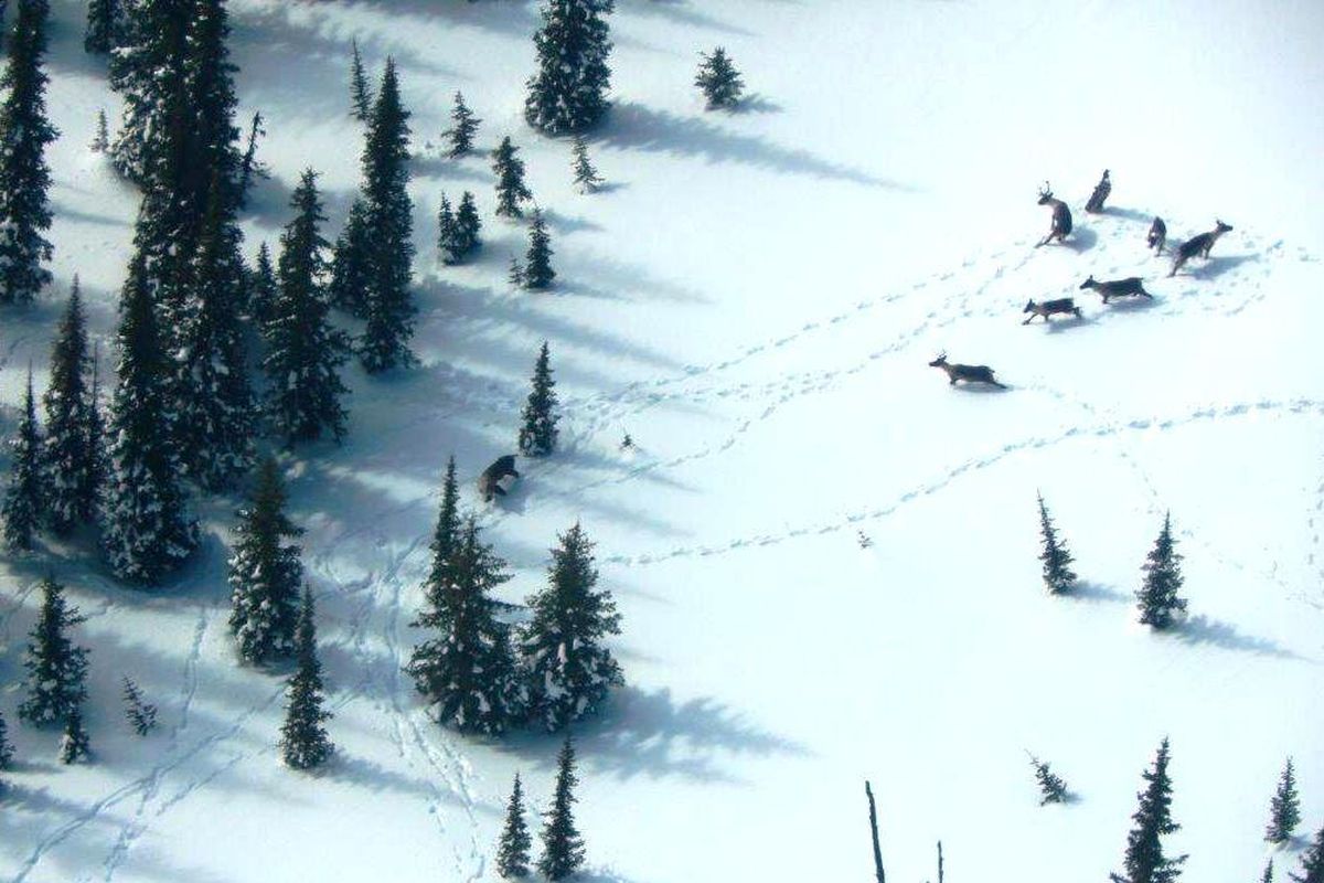 More than half of the remaining endangered South Selkirk mountain caribou herd is in this photo taken during a 2017 aerial survey. (PHOTO BY BART GEORGE/KALISPEL TRIBE)