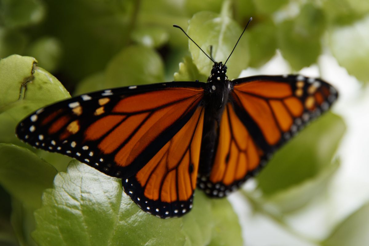 Monarch butterflies in the western U.S. close to extinction Dec. 16