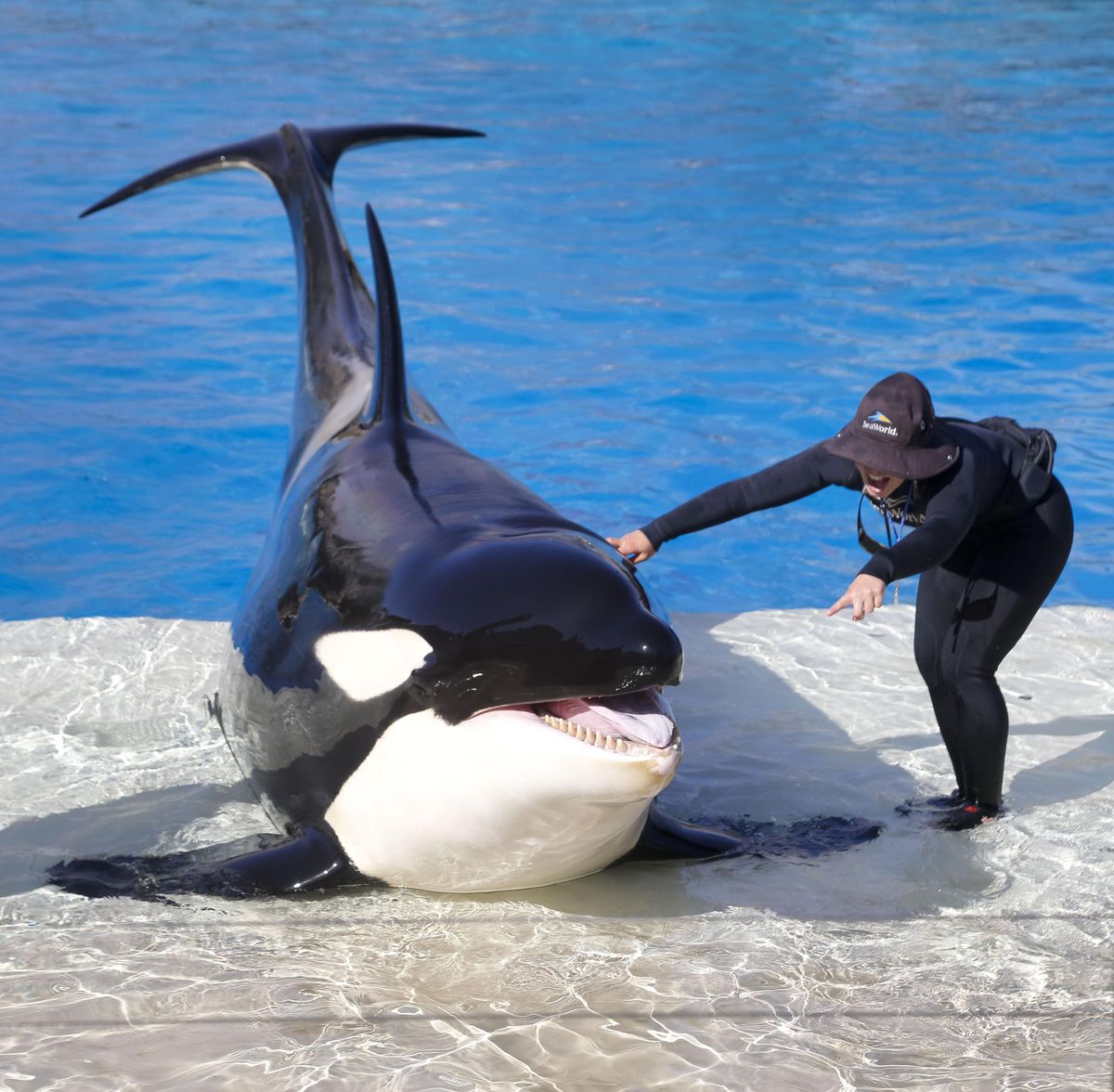 Kalia, a 12-year-old orca whale, rehearses with a trainer last month for the new Orca Encounter at SeaWorld San Diego. (Howard Lipin / Tribune News Service)