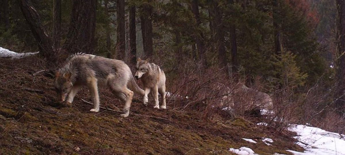 Four wolves walk through the woods of North Idaho near the North Fork of the Coeur d’Alene River on March 5, 2012. (Randy Krum / Courtesy)