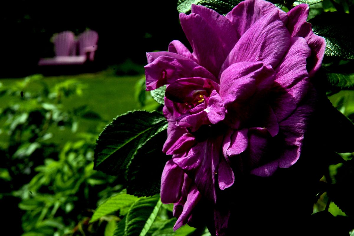 This rugosa rose was a gift from Judy Kurth