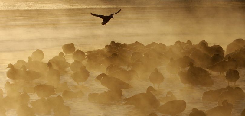 A sub-zero air temperature produces fog around waterfowl huddled on a pond at sunrise.  (Associated Press)