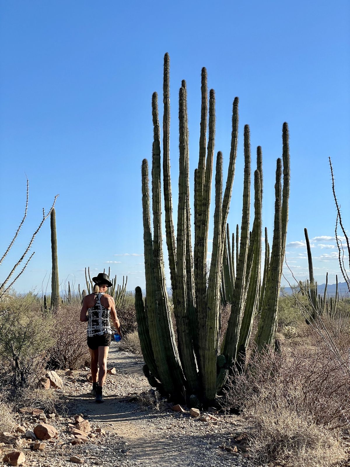 At Organ Pipe Cactus National Monument, an example of the spiky namesake towers over the trail. (Leslie Kelly)