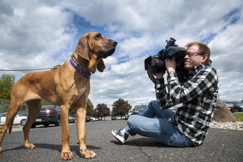Daisy, a 14-month-old bloodhound, was ready for her close-up shot by KHQ photojournalist Tim Martin, April 28, 2016, at the Spokane Police Academy. She is the SPD's first bloodhound and will be tracking missing children and vulnerable adults. (Dan Pelle / The Spokesman-Review)