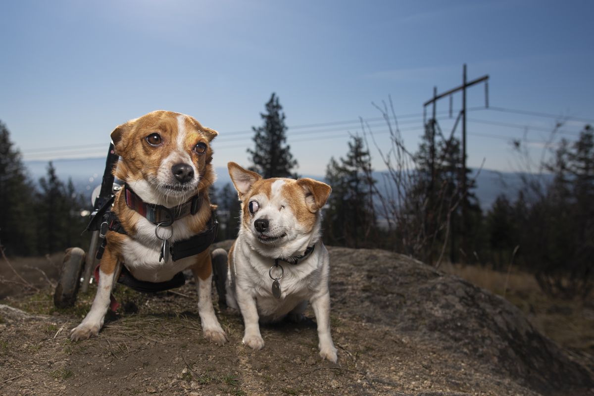 Notorious and Shady take a break during a 5-mile hike at Beacon Hill recently.  (Angela Schneider Noses & Toes Pet Photography)