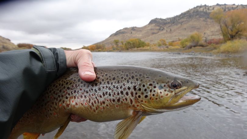 Montana Missouri River trout fishing. (Courtesy)