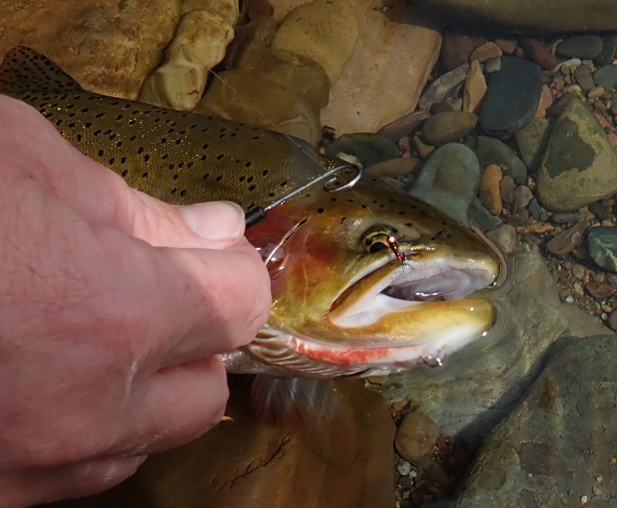 Rich Landers: COVID-19 is one thing fly fishing clubs don't want to catch