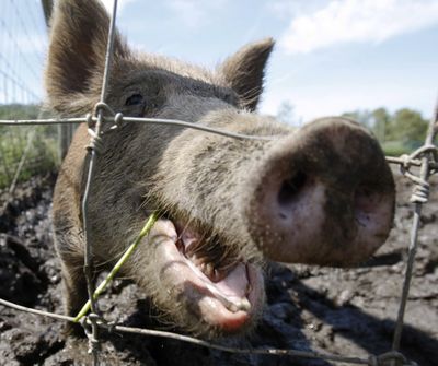A feral hog stands in a pen in Valley Falls, N.Y. (Associated Press)