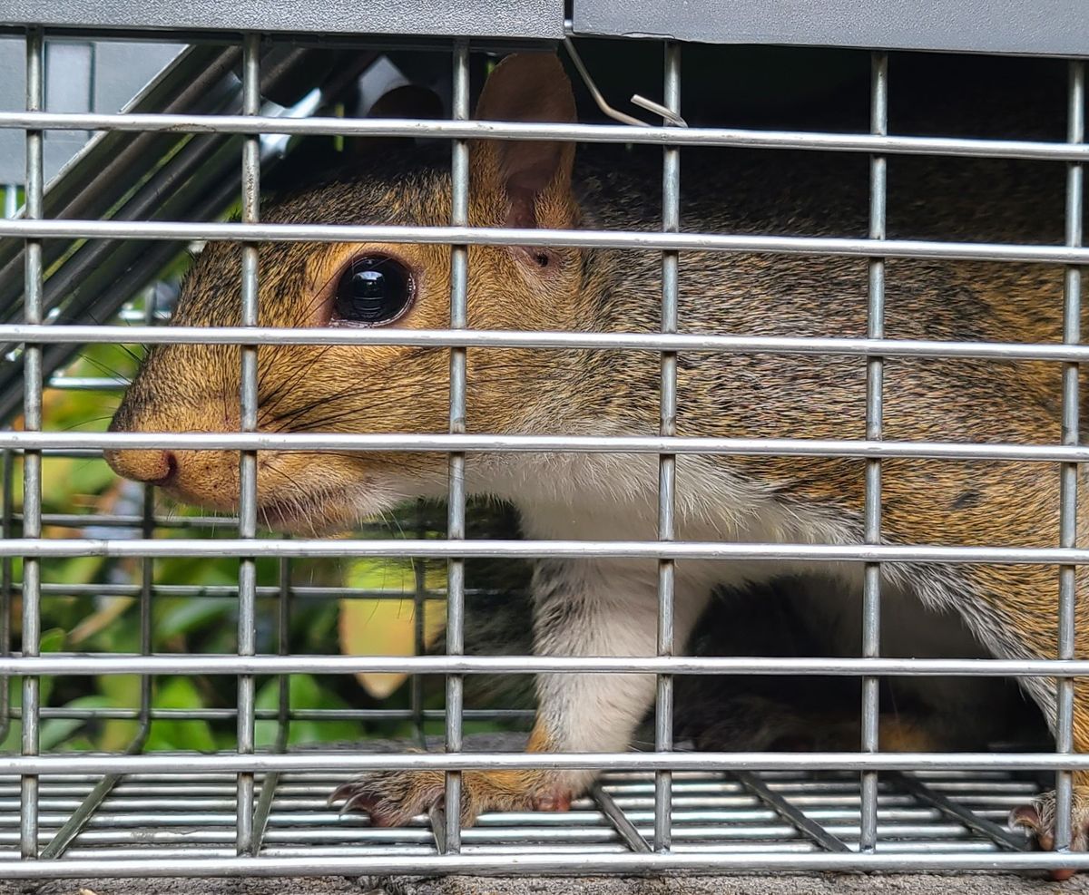Scourge of squirrels: Gardener seeks balance in onslaught of tomato-craving  rodents