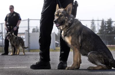 Spokane police Officer Dan Lesser’s new K9 partner, Rav, sits by his side at the Police Academy on Wednesday. At rear is Var, who recently retired.  (Christopher Anderson / The Spokesman-Review)