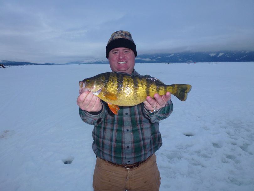 An Idaho record yellow perch measuring 16 inches long and weighing 2.6 pounds was caught Feb. 11 in Lake Cascade by Bob Shindelar of Meridian, Idaho, to tie an Idaho record unmatched since 1976. (Courtesy photo)