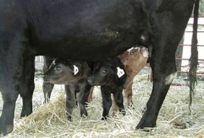 
Triplet calves take turns nursing at Mike Carpenter's ranch, south of Princeton, Idaho, on Monday.  The female and two males born on the ranch are healthy and growing, Carpenter said. 
 (Associated Press / The Spokesman-Review)