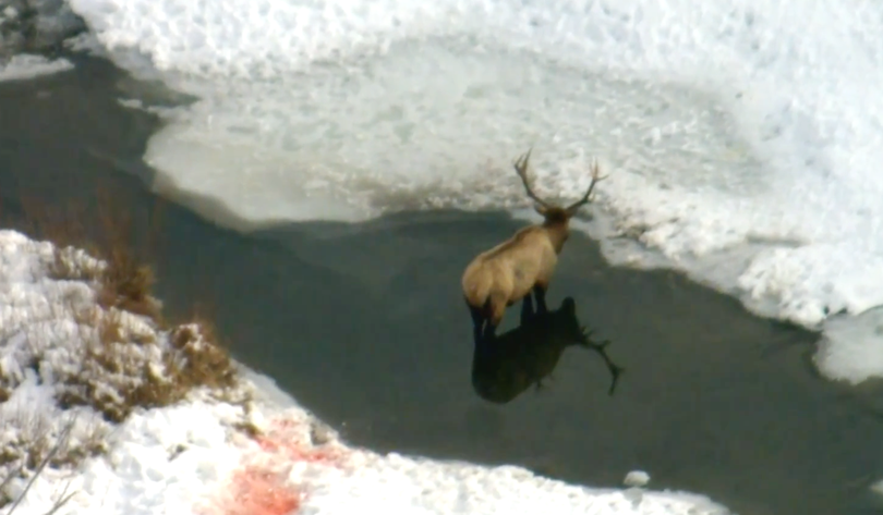 A bull elk awaits its fate during a lull in a wolf attack. (Two Bear Air)