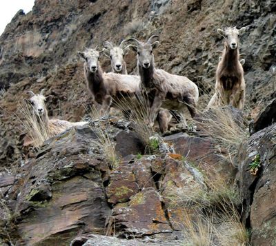 A group of bighorn sheep ewes stand on the edge of cliffs on the Ten Mile Creek Ranch south of Lewiston. The ranch was recently purchased by the Western Rivers Conservancy. (Idaho Fish and Game)
