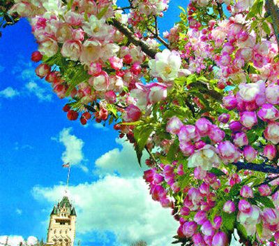 
When Spokane is in bloom, how can you not take in the view?
 (File/ / The Spokesman-Review)