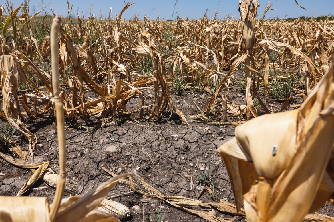 some-u-s-corn-plants-are-so-dry-they-re-not-producing-ears-of-grain