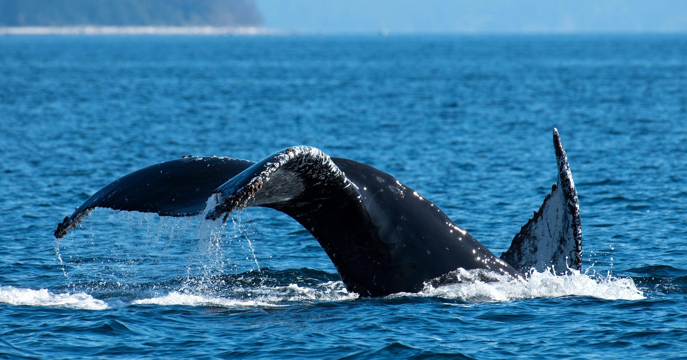 How the humpback whale made a massive comeback in the Salish Sea