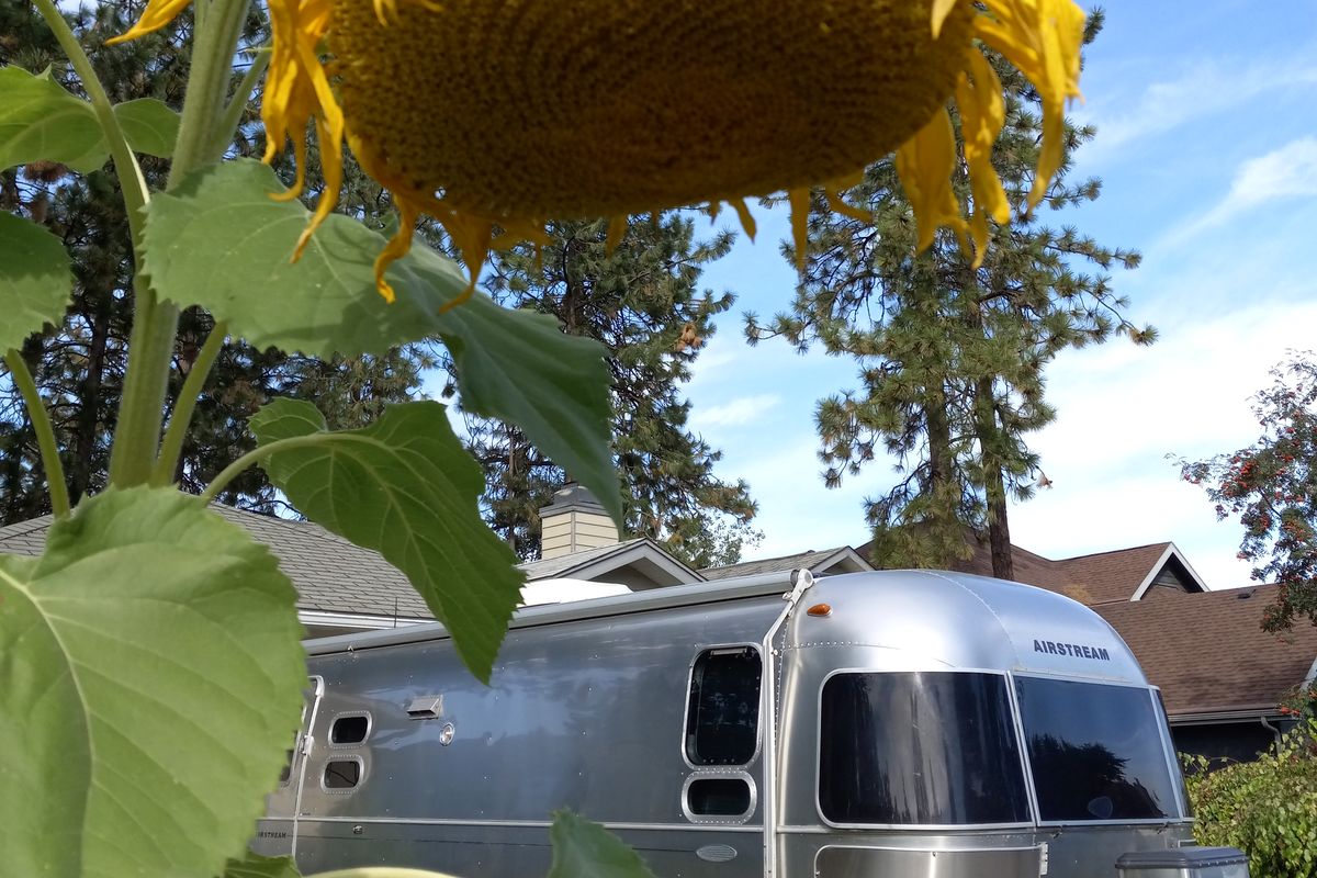 The smaller but mighty of the two sunflowers produced a huge head of seeds the birds will harvest this fall.  (Pat Munts/For The Spokesman-Review)