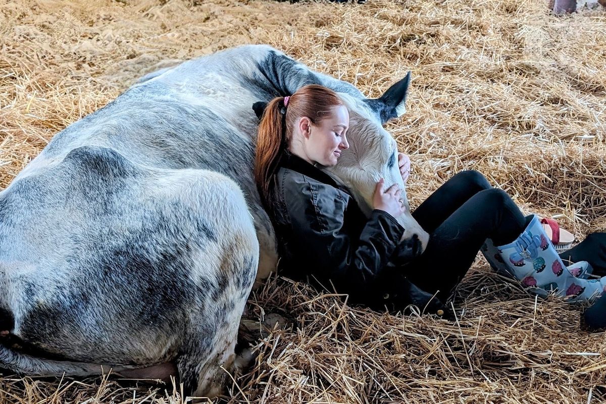 A guest cuddles a cow at Dumble Farm in Arram, England. MUST CREDIT: Fiona Wilson/Dumble Farm 