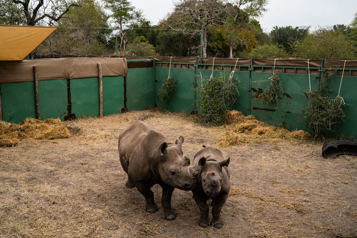 Pauline and her calf Cecil, endangered black rhinos, right before they were set free to roam a fenced area in a sanctuary at Zinave National Park, Mozambique, on Aug. 26, 2022. MUST CREDIT: Salwan Georges/The Washington Post (Salwan Georges/The Washington Post)
