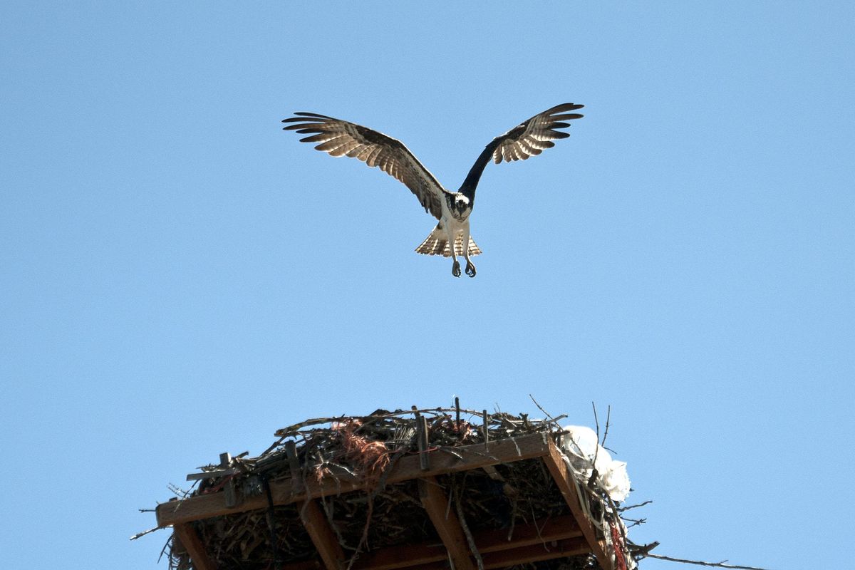 An osprey goes in for a landing in a nest near Blue Dog RV in Post Falls on Tuesday, July 11, 2016. (Kathy Plonka / The Spokesman-Review)