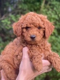 AKC RED MINATURE POODLE PUPPIES