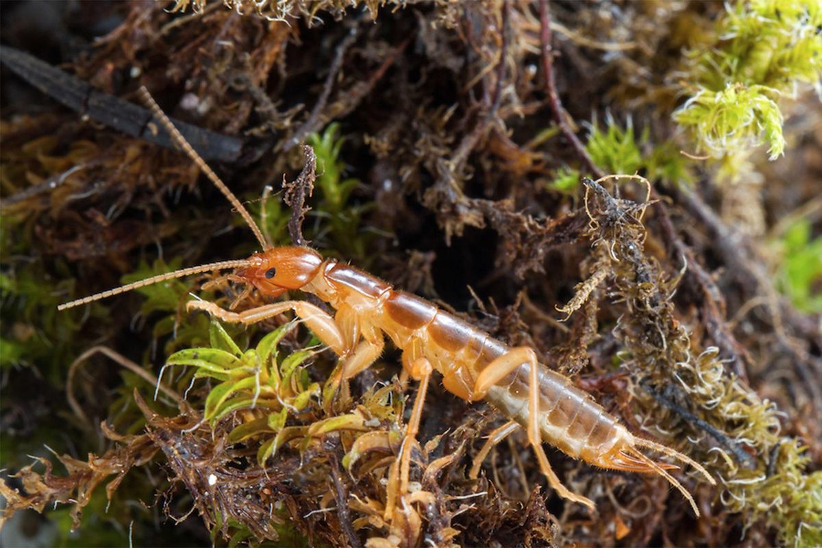 Insect section crossword