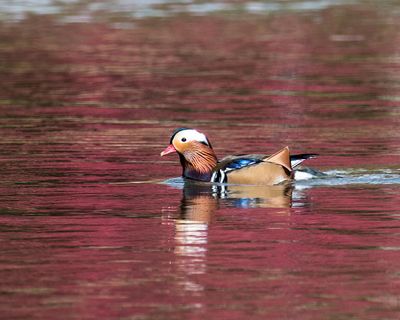 A mandarin duck as seen in Cannon Hill Park on  Tuesday. (Jerry Rolwes / COURTESY)