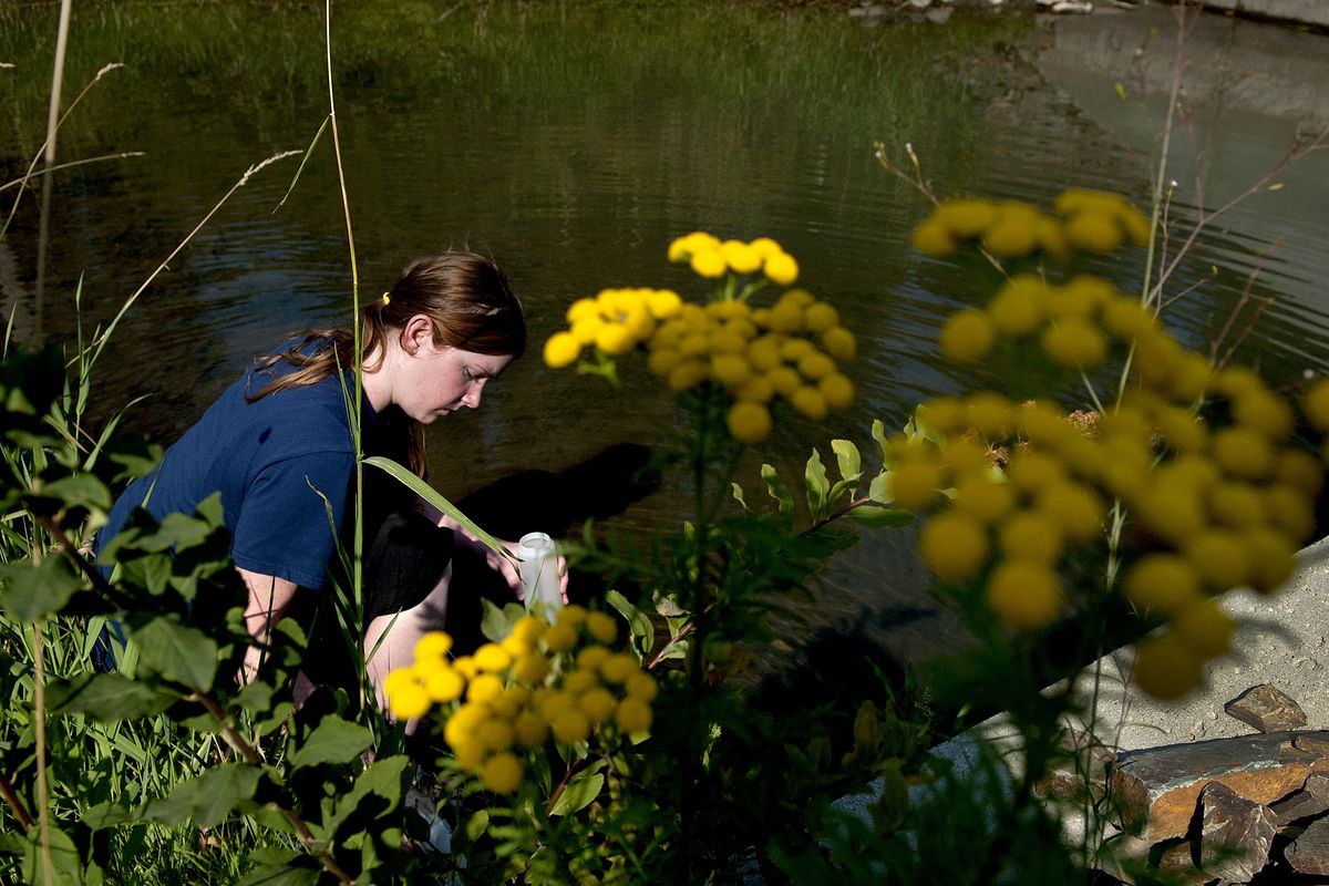 University of Idaho graduate student Trea LaCroix takes water samples from Fernan Creek on Aug. 5. (Kathy Plonka)