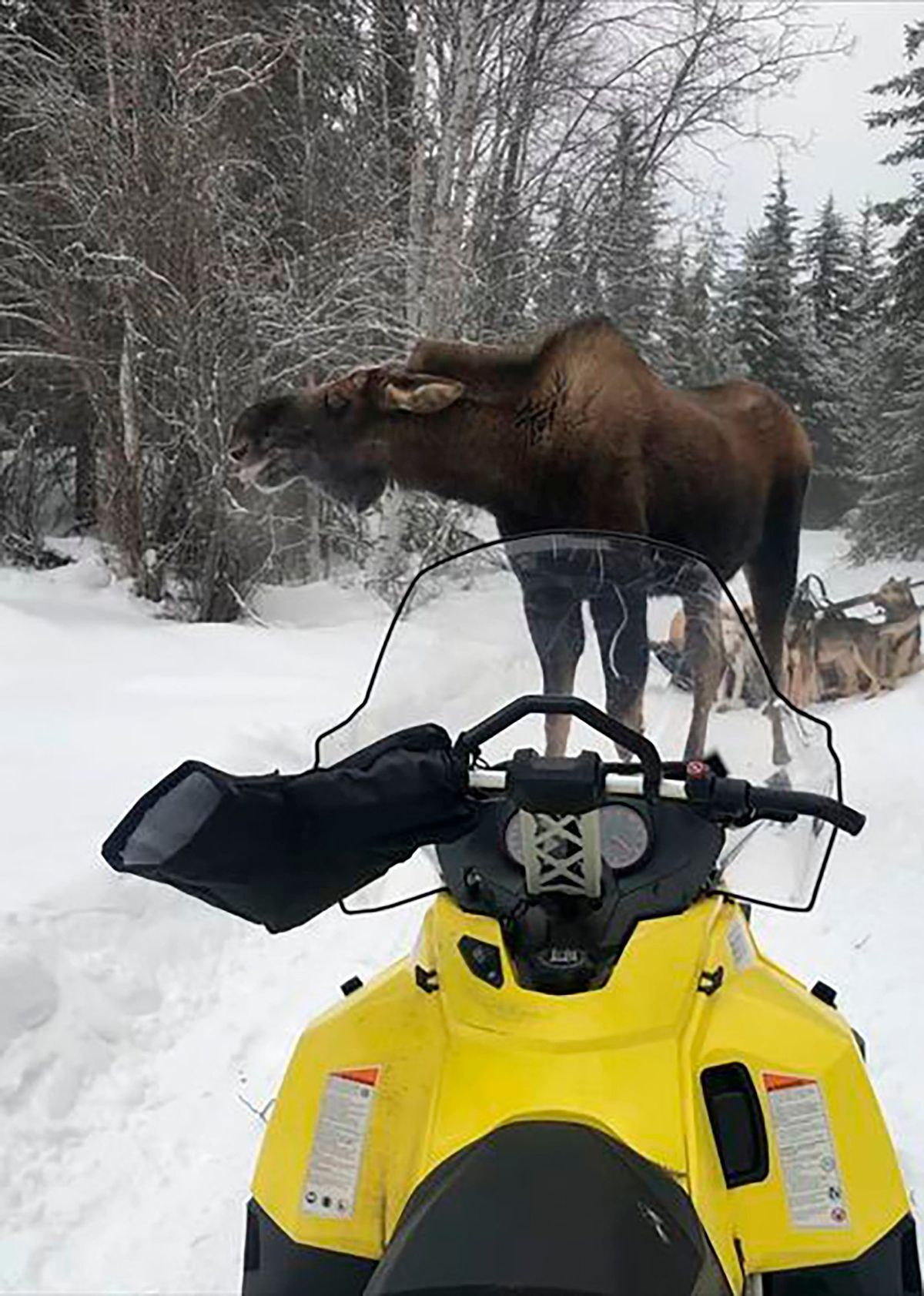 In this photo provided by Iditarod rookie musher Bridgett Watkins, a bull moose stands between the snowmobile where she took refuge and her dog team on trails near Fairbanks, Alaska, Feb. 4, 2022. The moose attacked Watkins' dog team for over an hour during a training run, seriously injuring four before a friend shot and killed the moose.  (Bridgett Watkins)