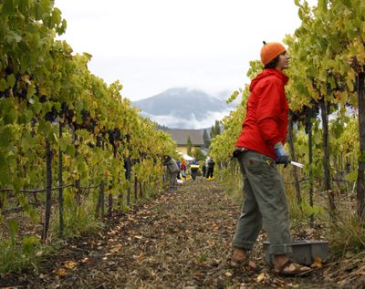 Bryce Young searches the vine for more grapes to add to his tub at Ten Spoon in Missoula in 2011. (Associated Press)