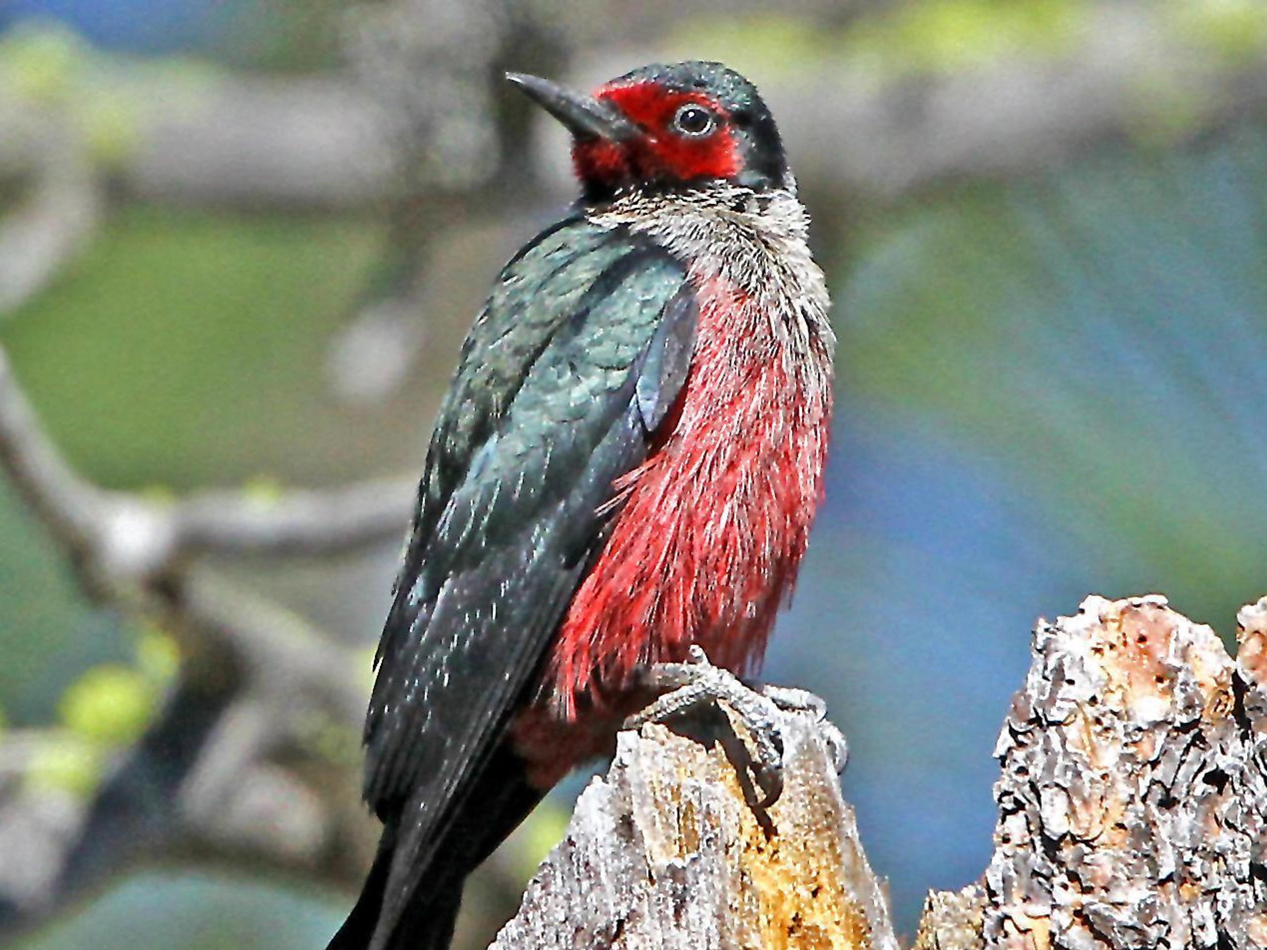 Reader photo: Lewis's woodpecker is a regal explorer