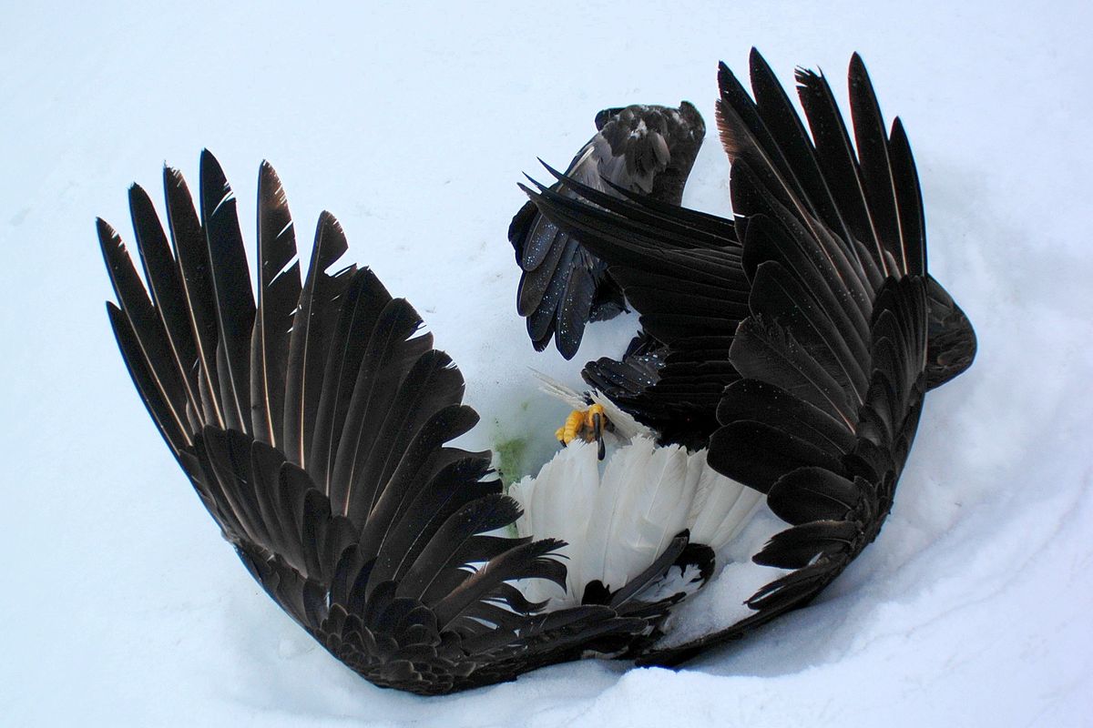 Above: A pair of eagles is shown after they plunged head-first into a snowbank. They didn’t unlock their talons soon enough from an aerial courtship embrace in Alaska’s Prince William Sound. Associated Press file photos (Associated Press file photos)