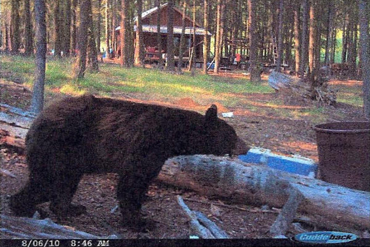 In this trail camera photo, a black bear is lured to what police say is a bait pile at a Methow Valley cabin site.